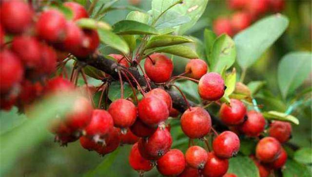 这果子正当季,一斤3毛滞销没人收购,很多人没吃过|海棠果|滞销|水果