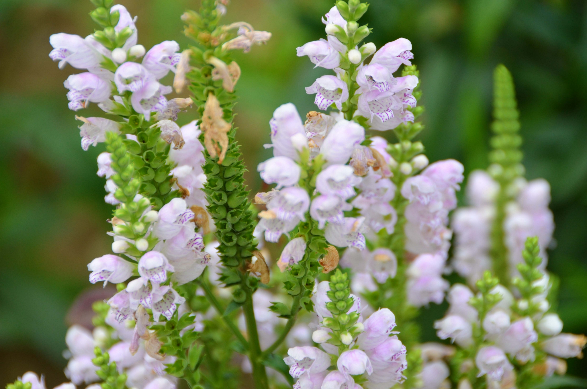 假龙头花也叫随意草,原创拍摄|龙头|原创|拍摄_新浪新闻