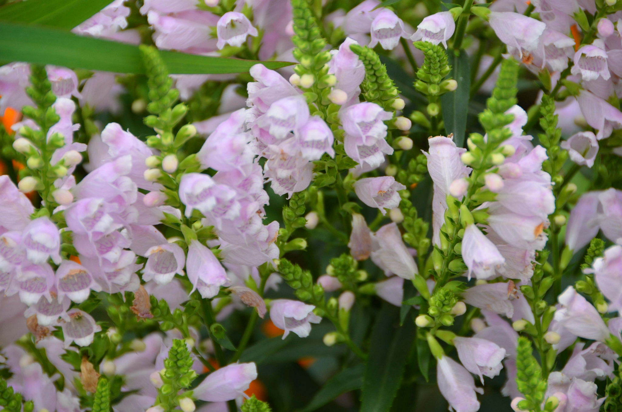 假龙头花也叫随意草,原创拍摄|龙头|原创|拍摄_新浪新闻