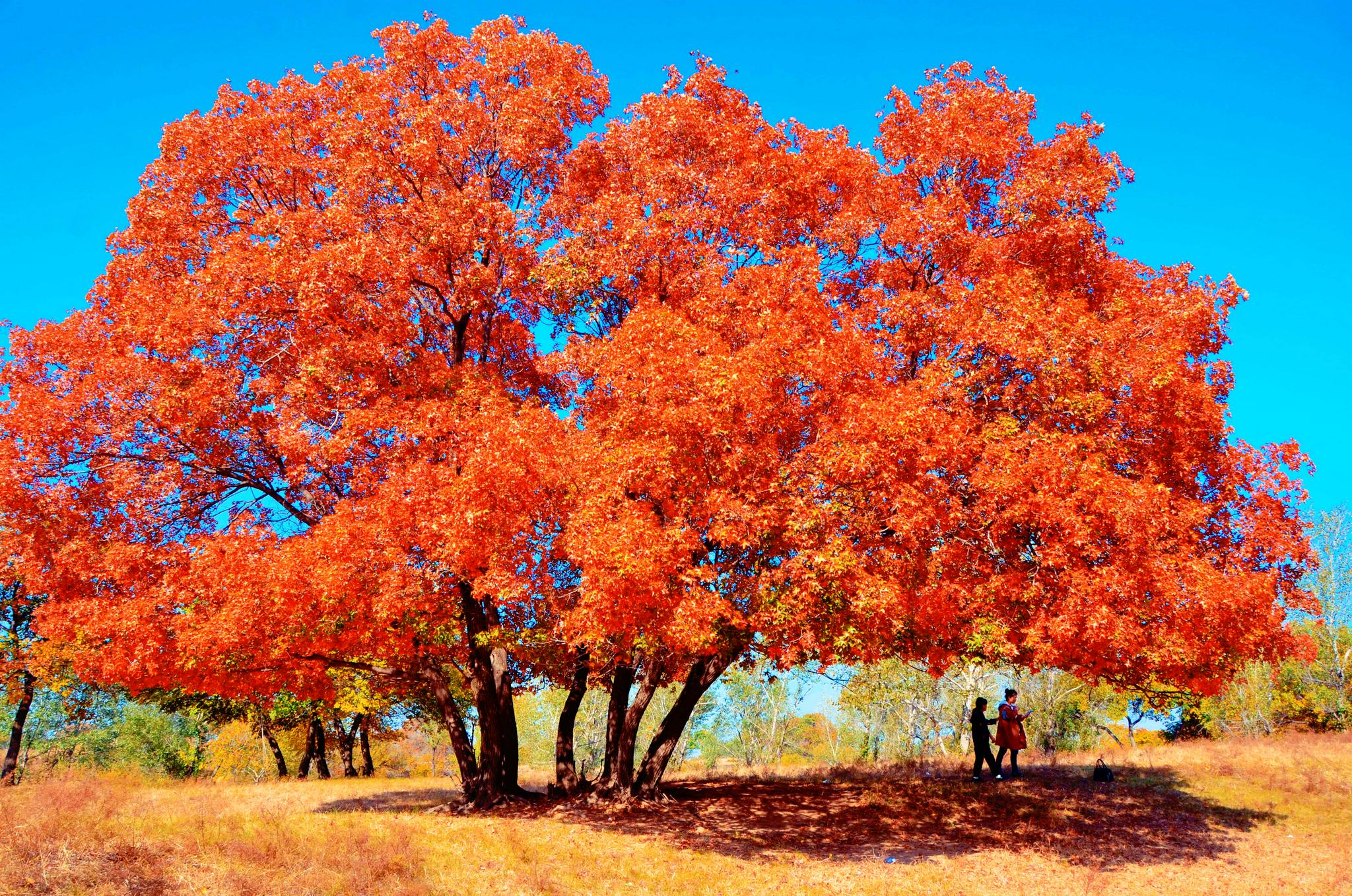 一棵几百年的枫树,原创拍摄