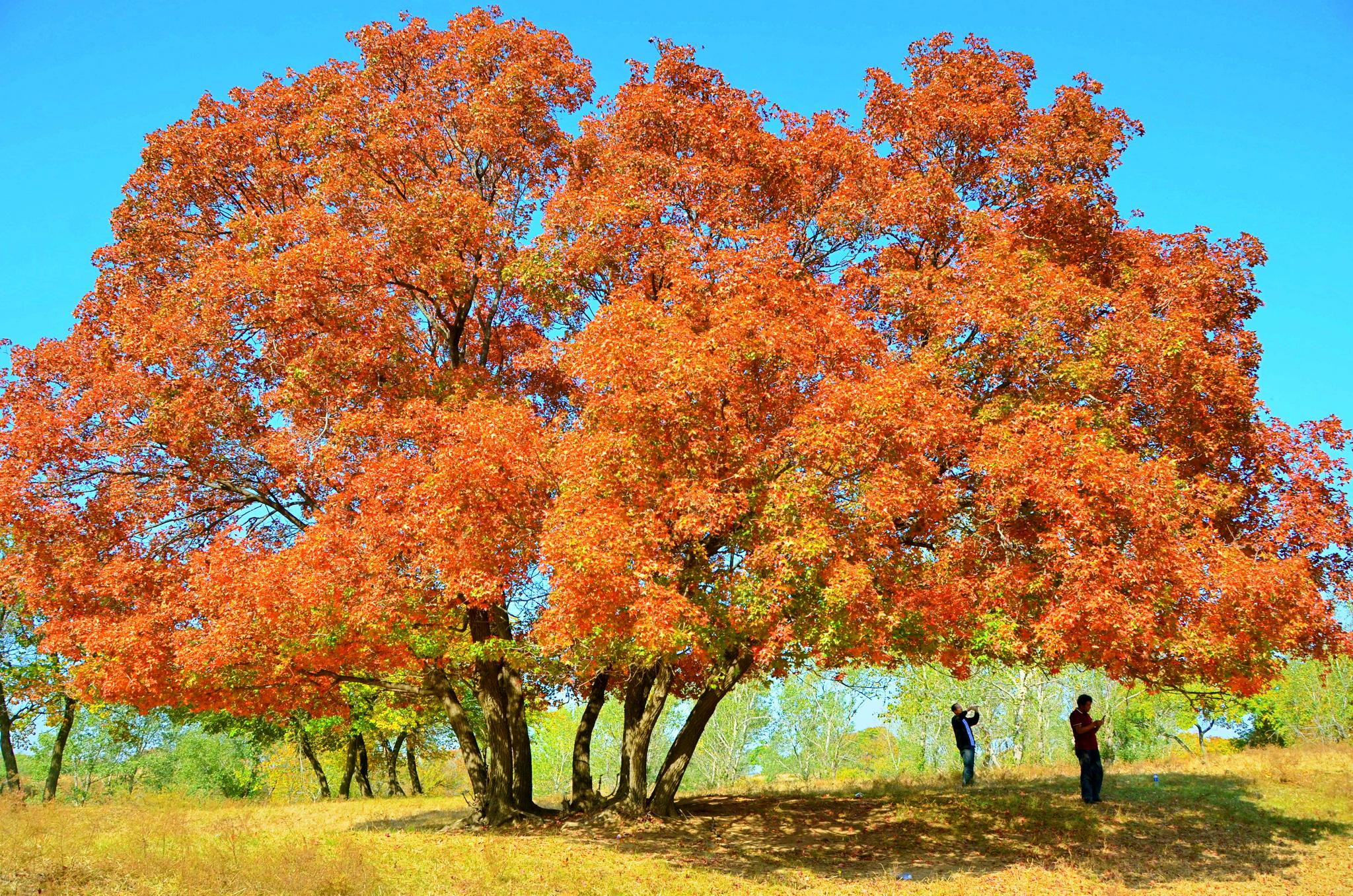 一棵几百年的枫树,原创拍摄