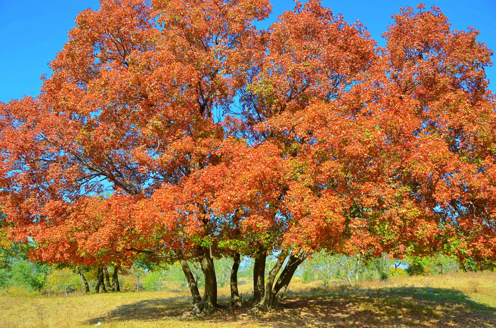 一棵几百年的枫树,原创拍摄