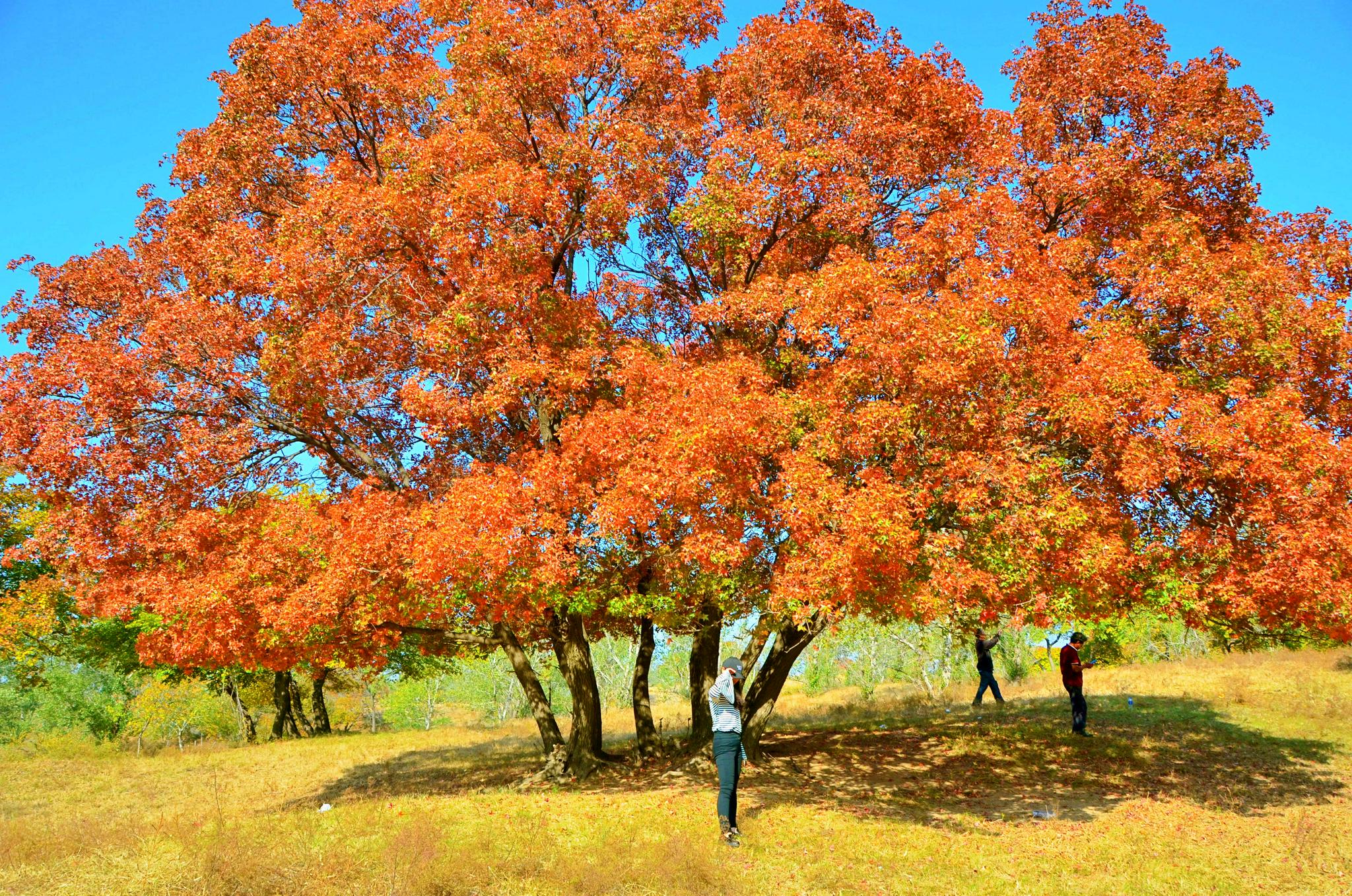 一棵几百年的枫树,原创拍摄