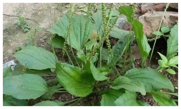 车前草的功效(车前草的功效与作用图片)