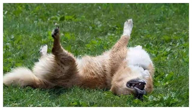 如果主人没有彻底吹干狗狗的毛发,狗狗感觉毛发内层湿漉漉的,很难受.