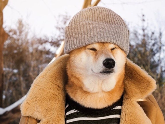 欧巴柴轻松驾驭时尚……网友:比人类还上相!