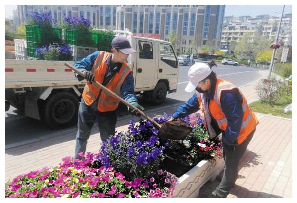 花儿美丽，可别私藏！大连补植路边花卉8000余株