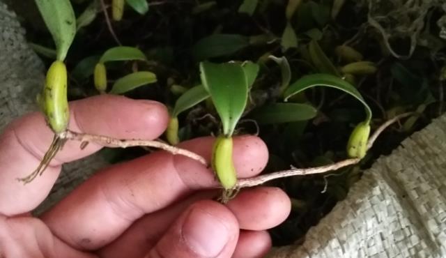 它便是"独叶岩珠",是一味珍贵药材,爬山若有遇见请重视一下