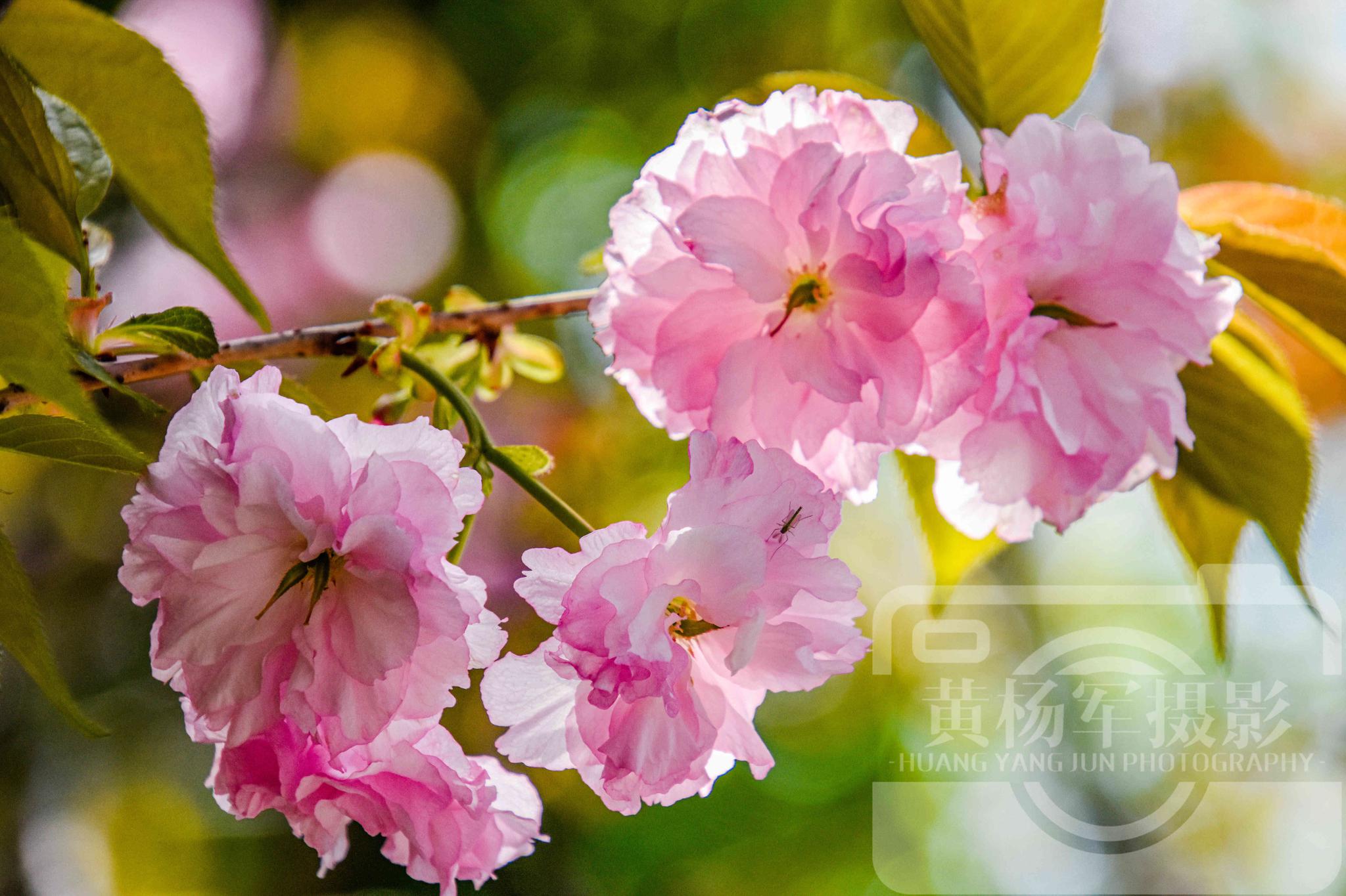 阳光下娇美绽放的樱花,赣南春日娇艳动人的花