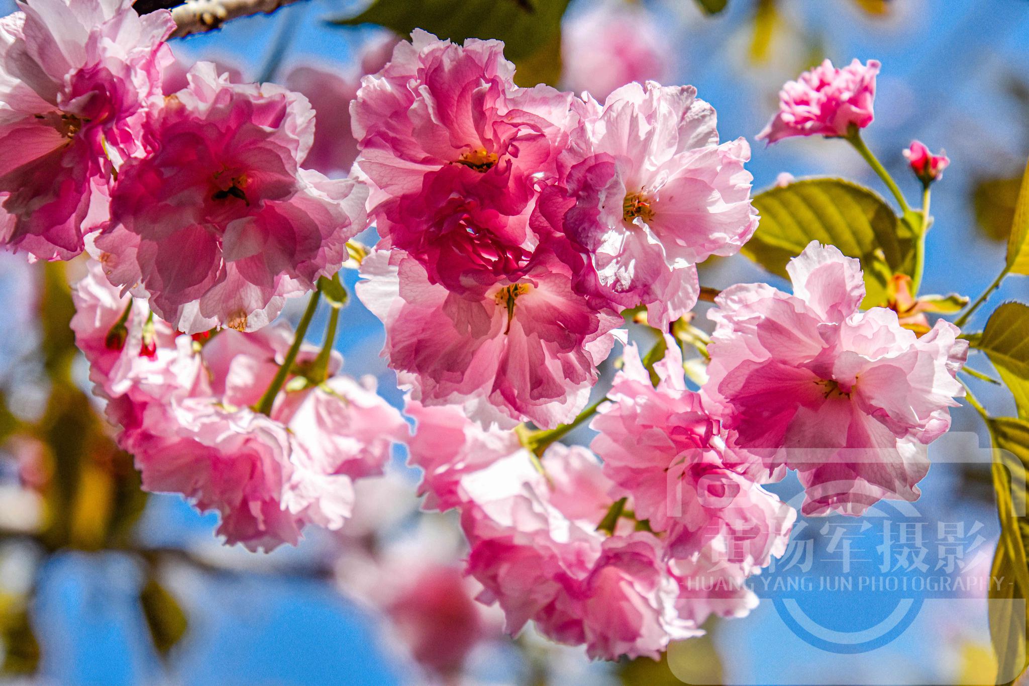 阳光下娇美绽放的樱花,赣南春日娇艳动人的花
