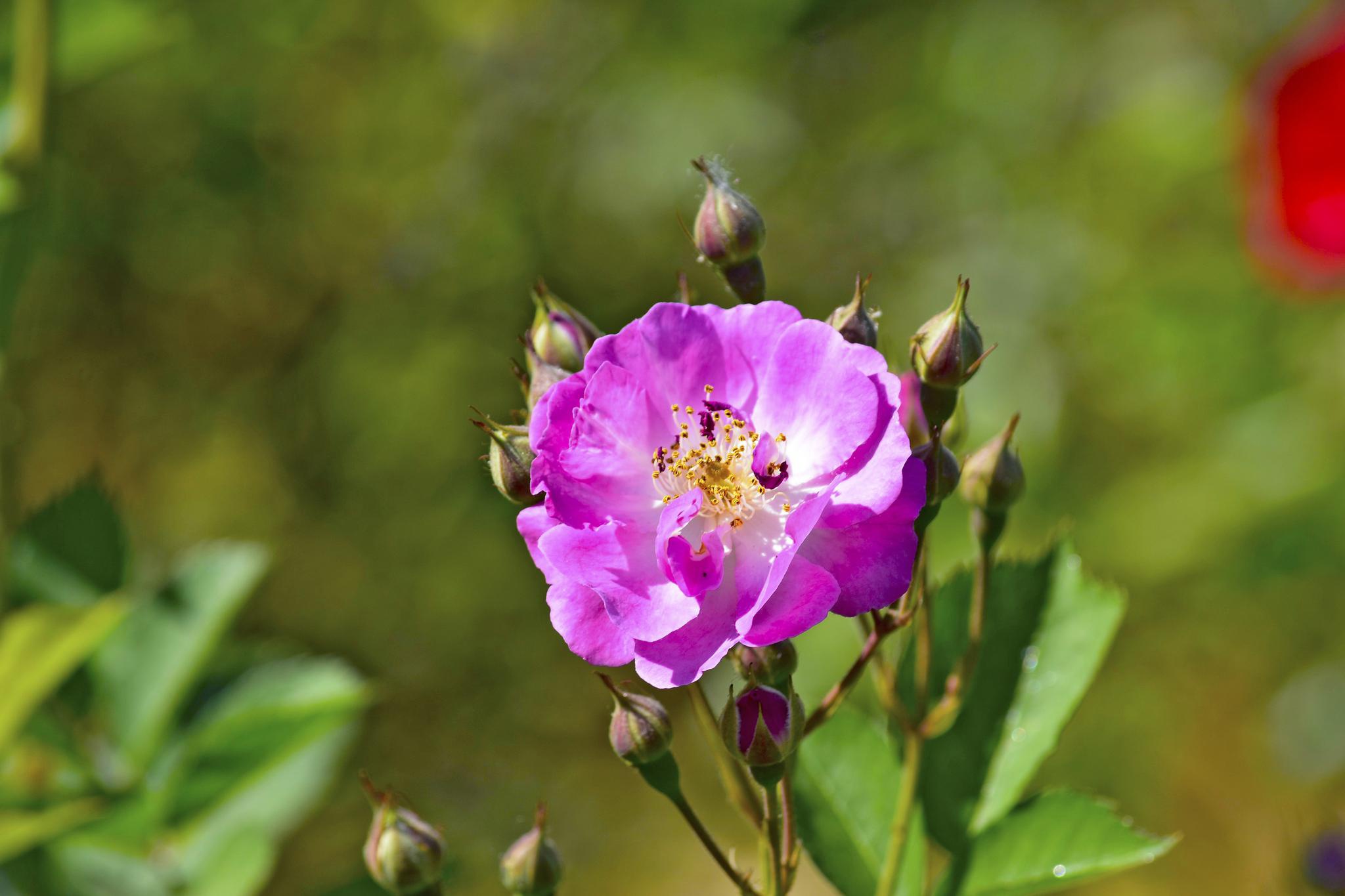 月季花:花如其名,四季开花,月月花红