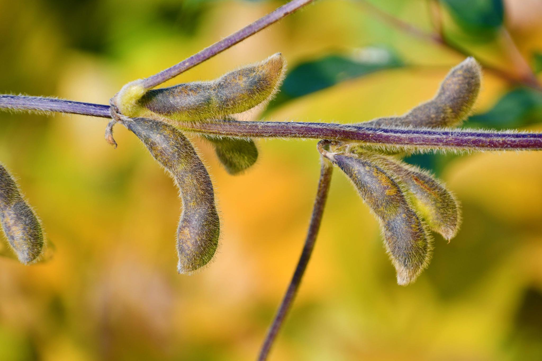 成熟的黄豆荚原创拍摄
