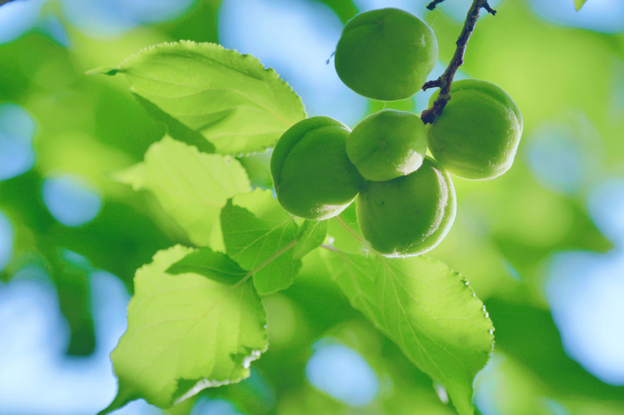 春天的青杏很清新,原创拍摄