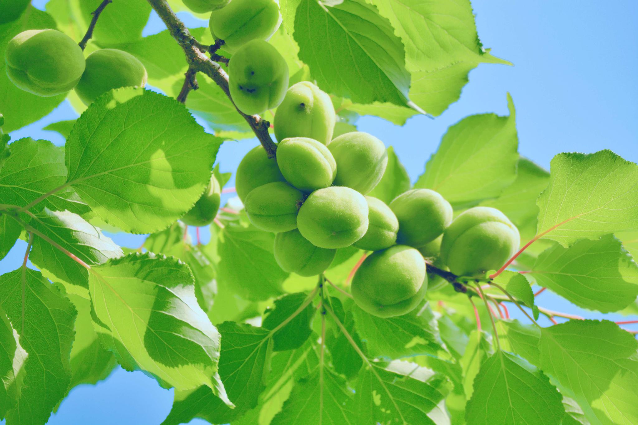 春天的青杏很清新,原创拍摄