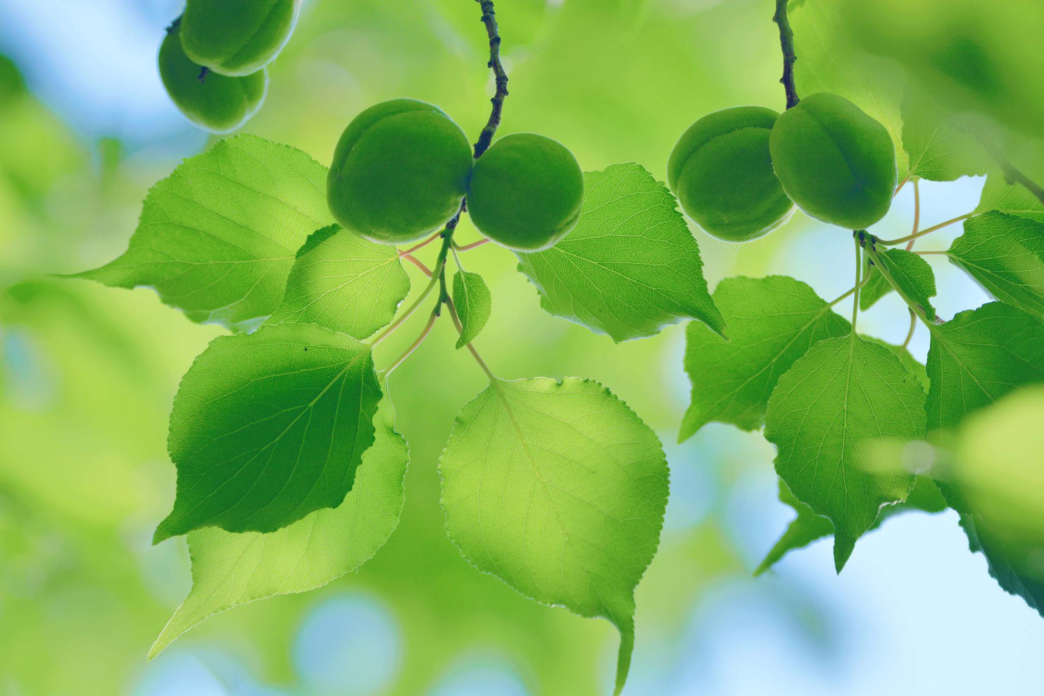 春天的青杏很清新,原创拍摄