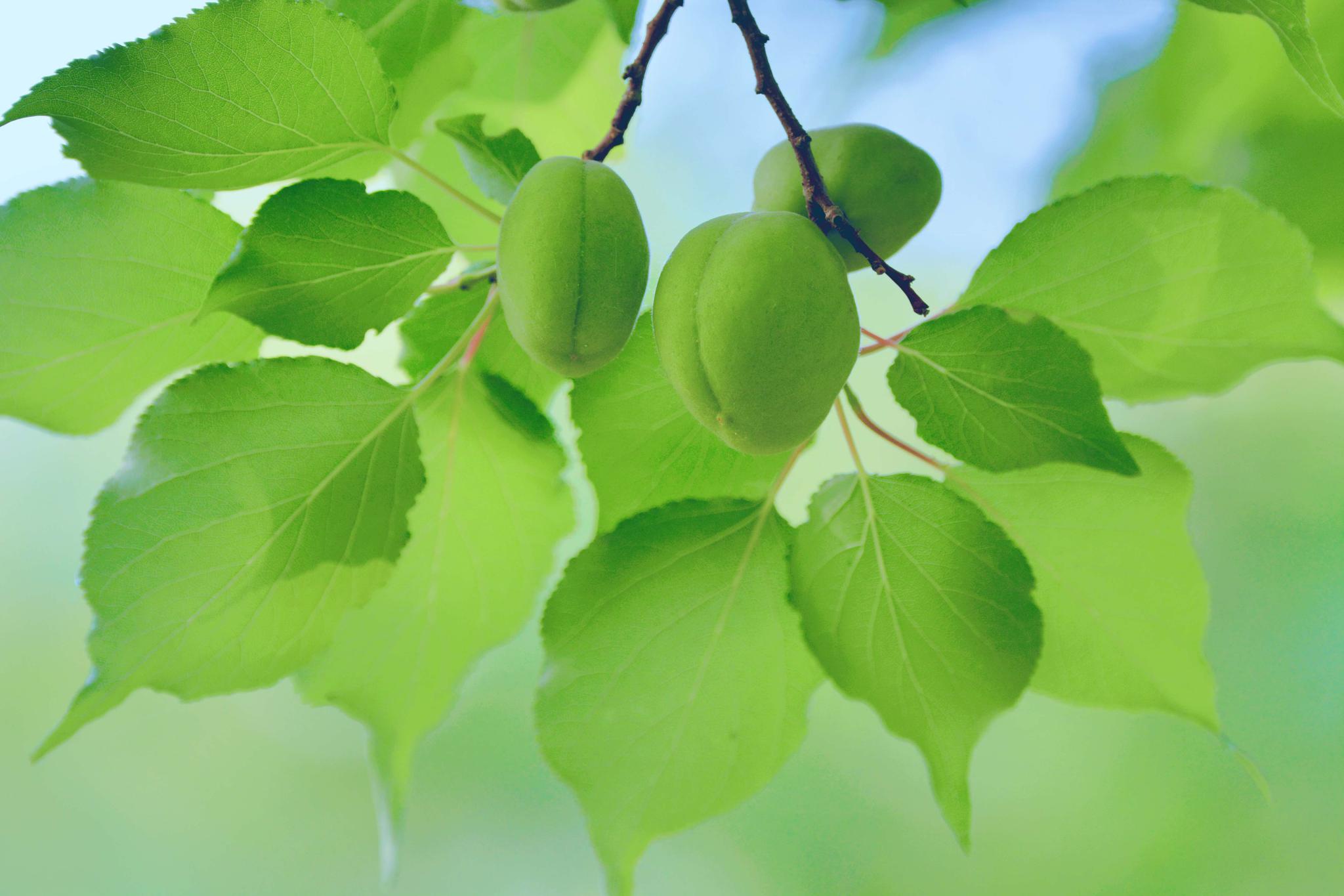 春天的青杏很清新,原创拍摄