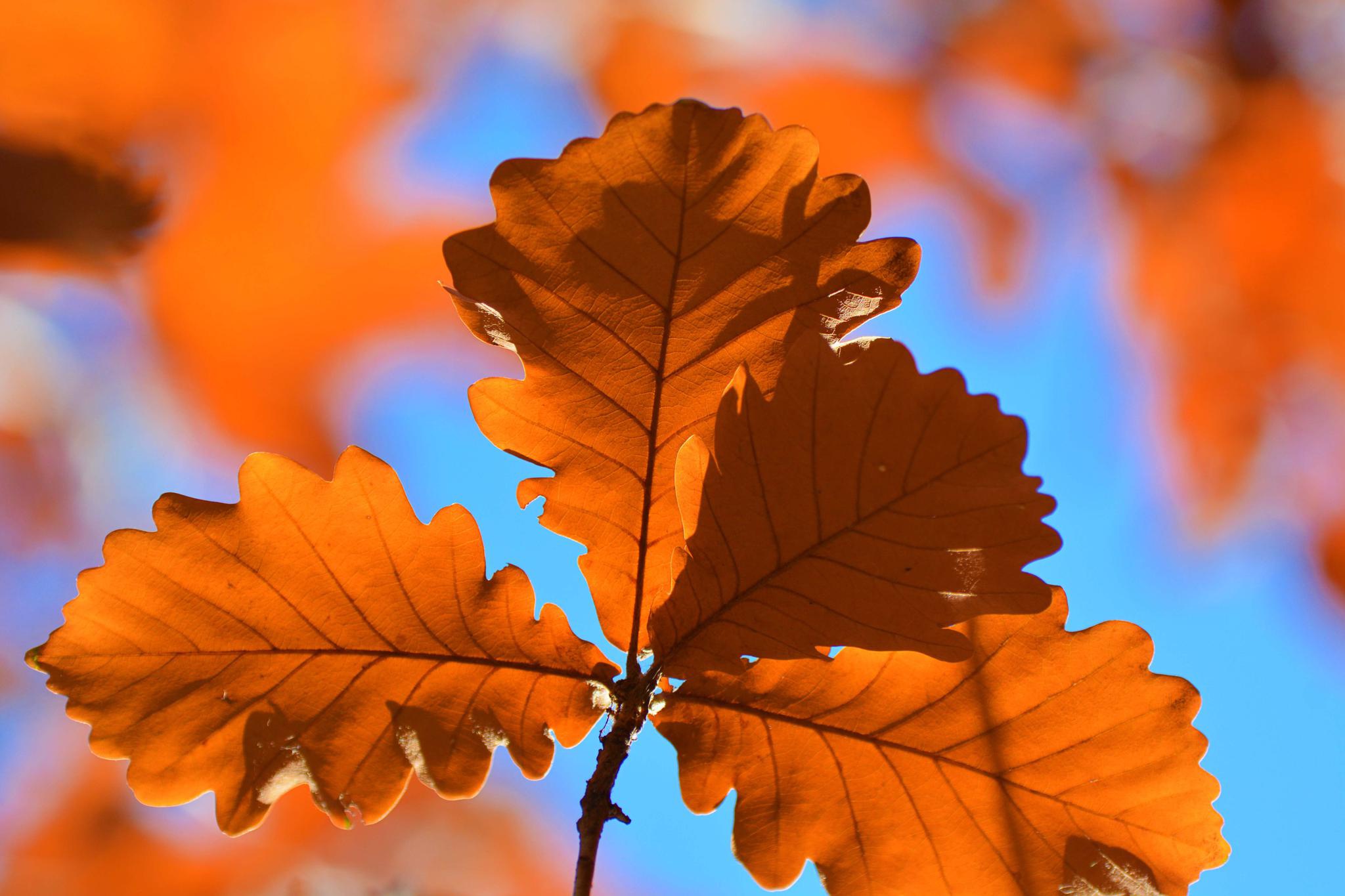 逆光下蒙古栎树的叶子,原创拍摄_高清图集_新浪网