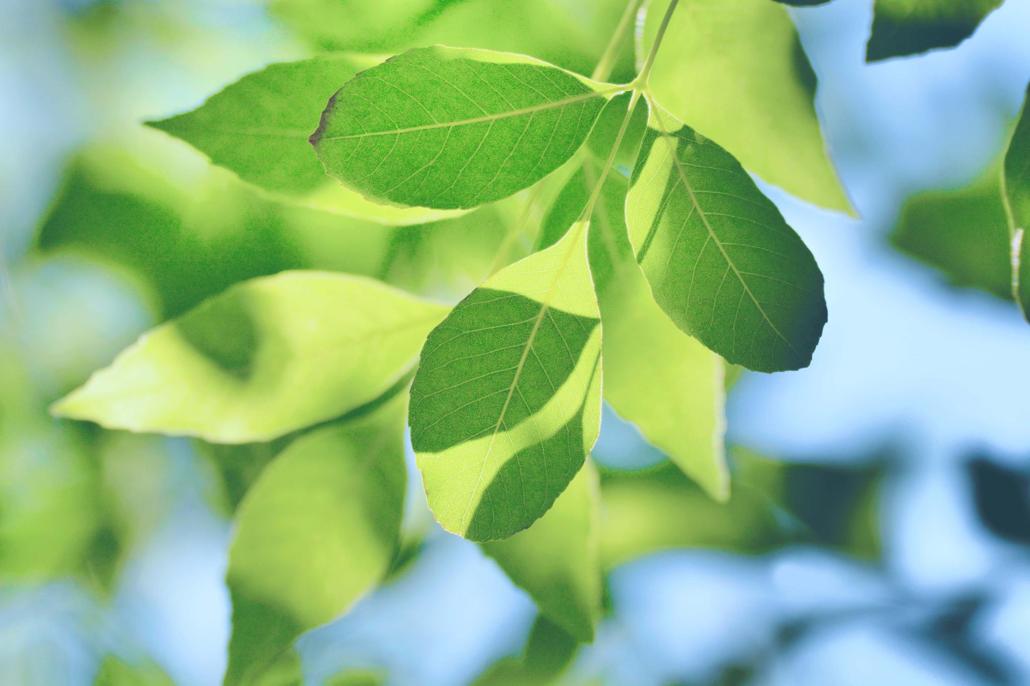 白蜡树的叶子,原创拍摄