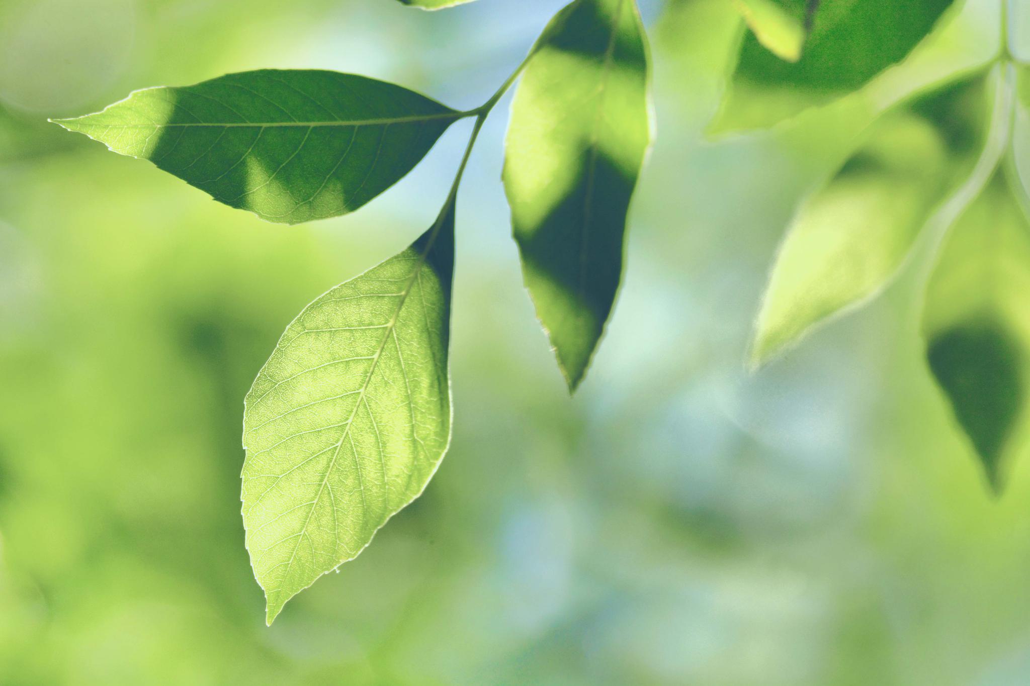 白蜡树的叶子,原创拍摄