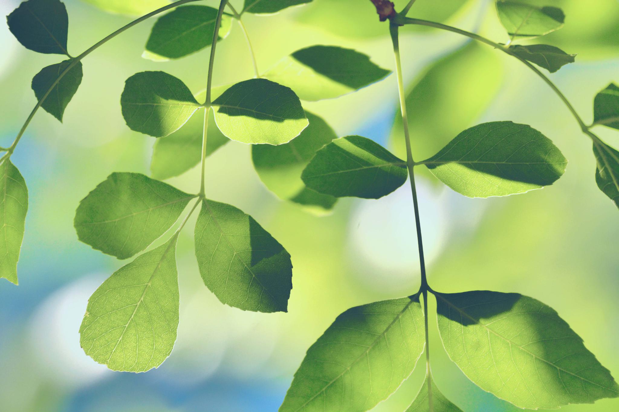 白蜡树的叶子,原创拍摄_高清图集_新浪网