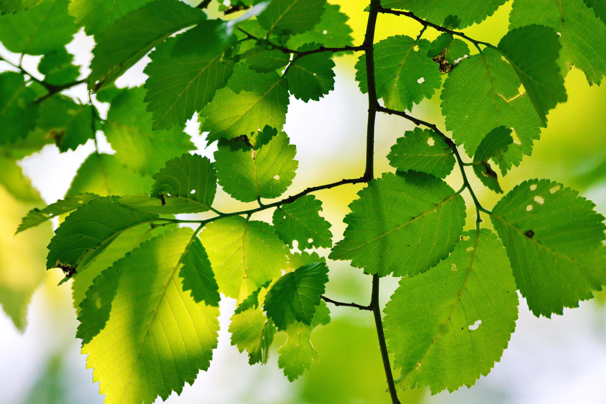 22/ 25春天的榆树叶,原创拍摄23/ 25春天的榆树叶