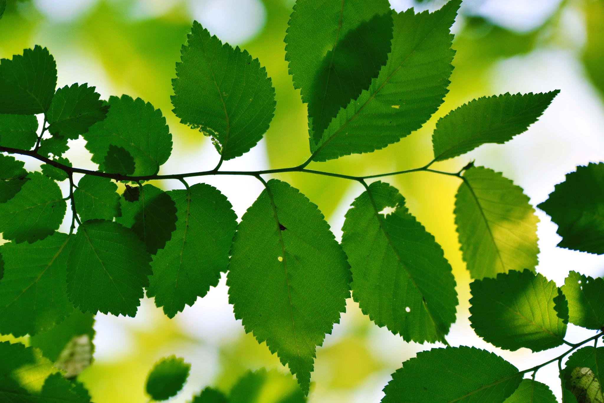 21/ 25春天的榆树叶,原创拍摄22/ 25春天的榆树叶