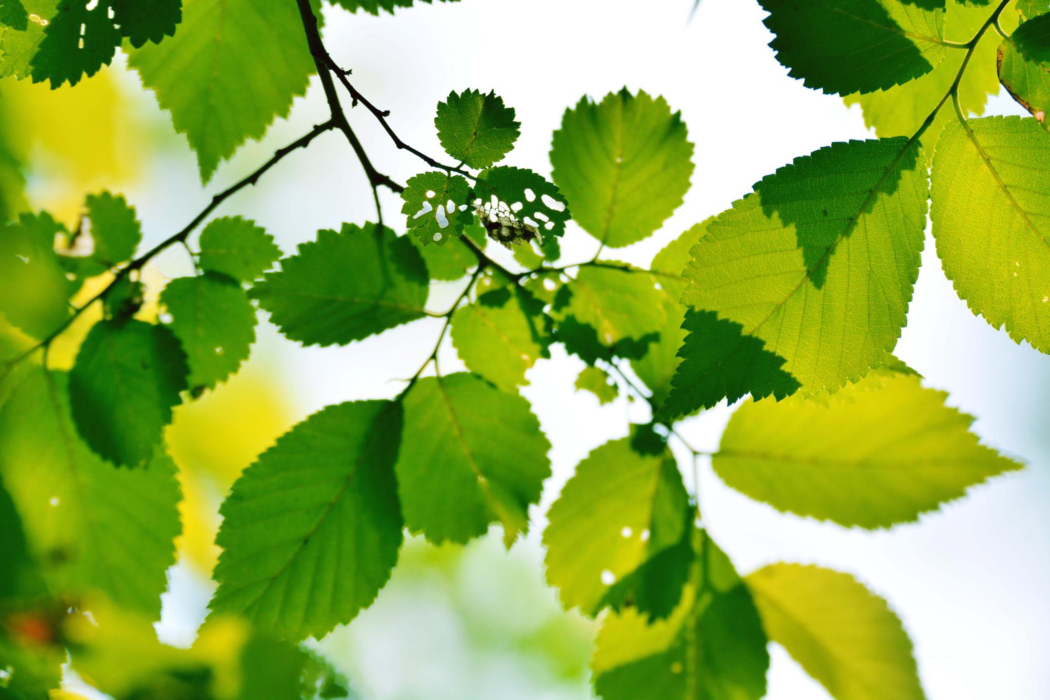 春天的榆树叶,原创拍摄