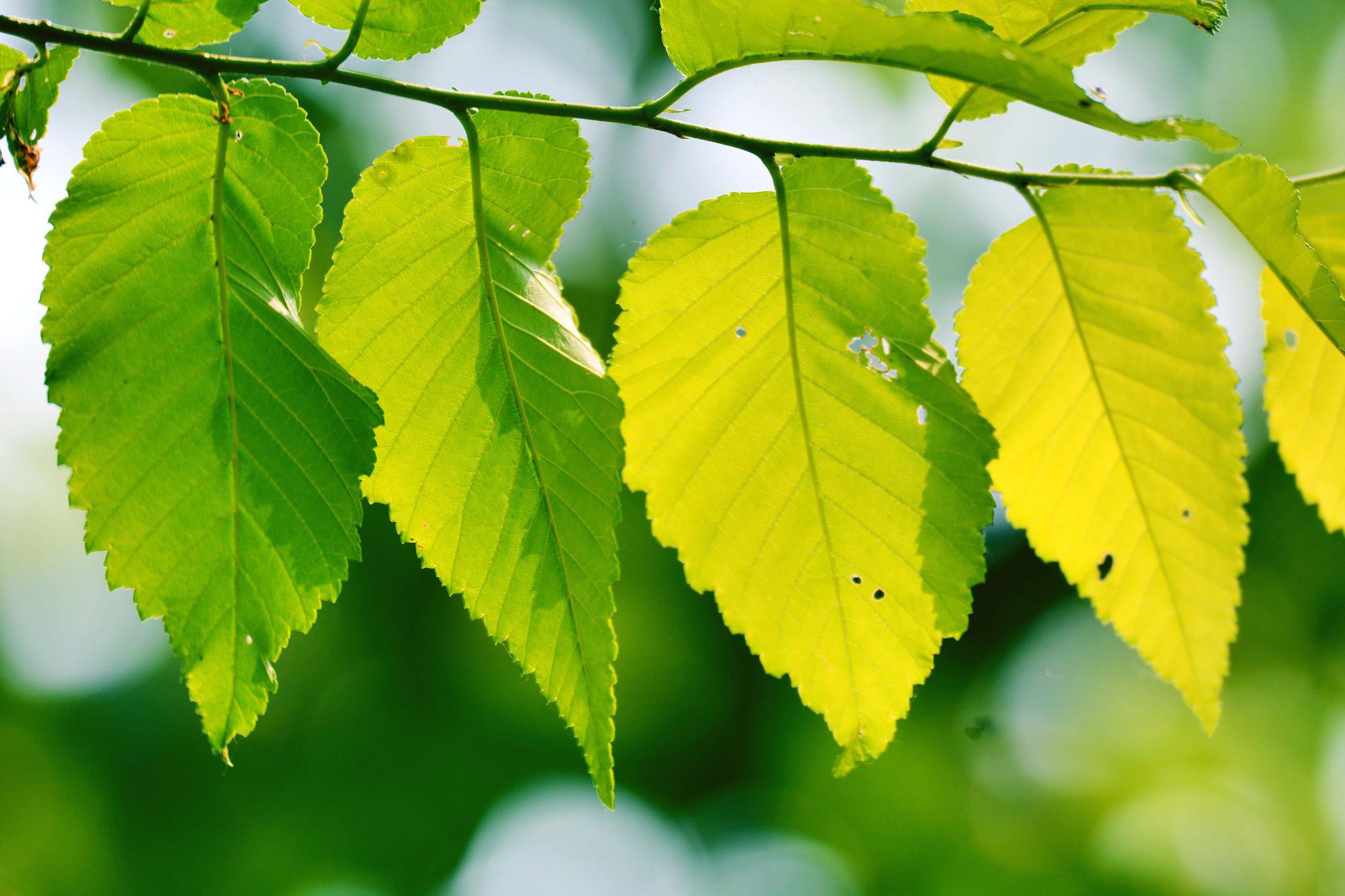 16/ 25春天的榆树叶,原创拍摄17/ 25春天的榆树叶