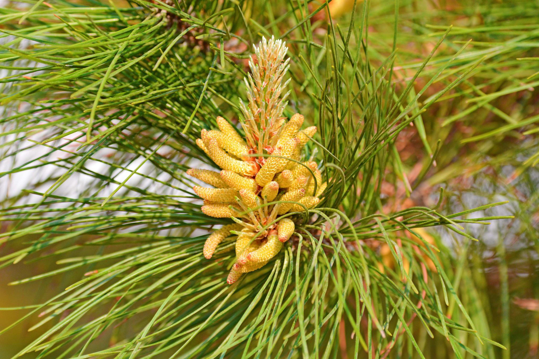 马尾松花,原创拍摄