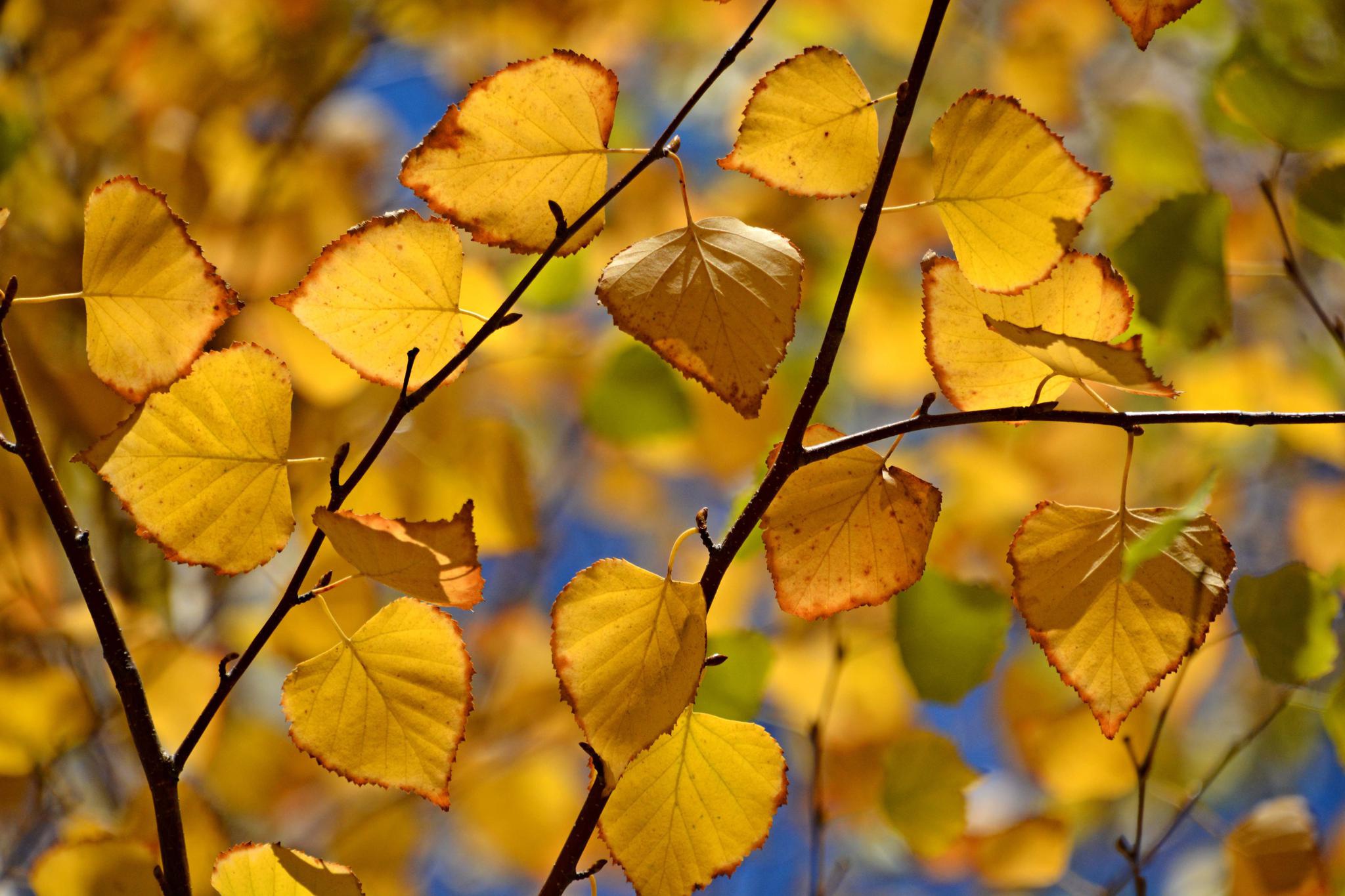 白桦树叶金灿灿,原创拍摄_高清图集_新浪网