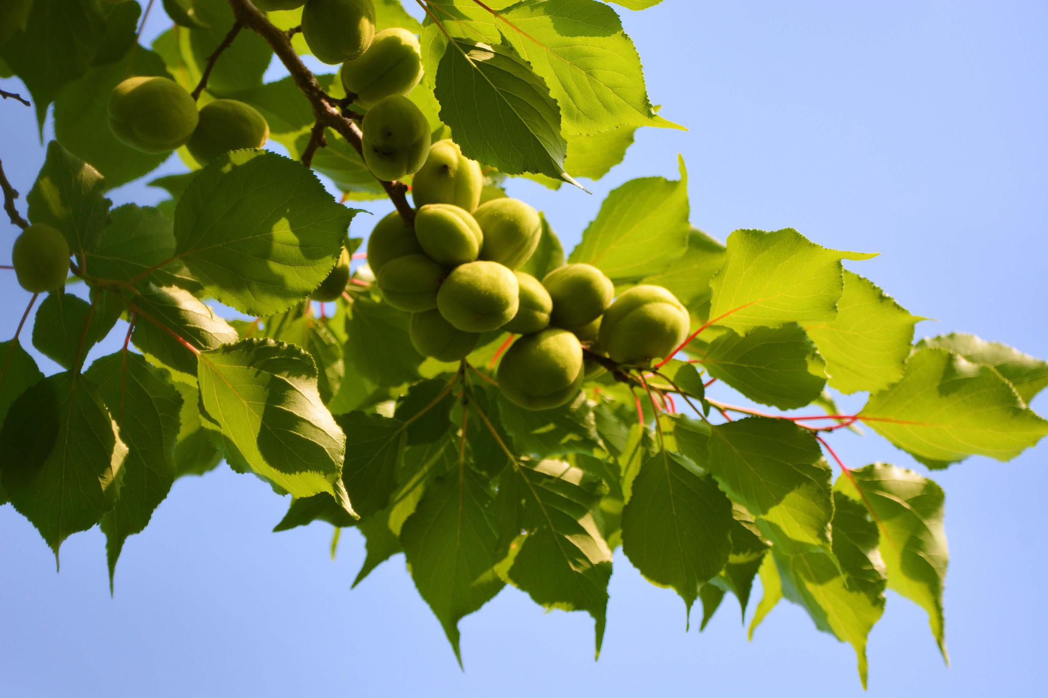 诱人的青杏原创拍摄