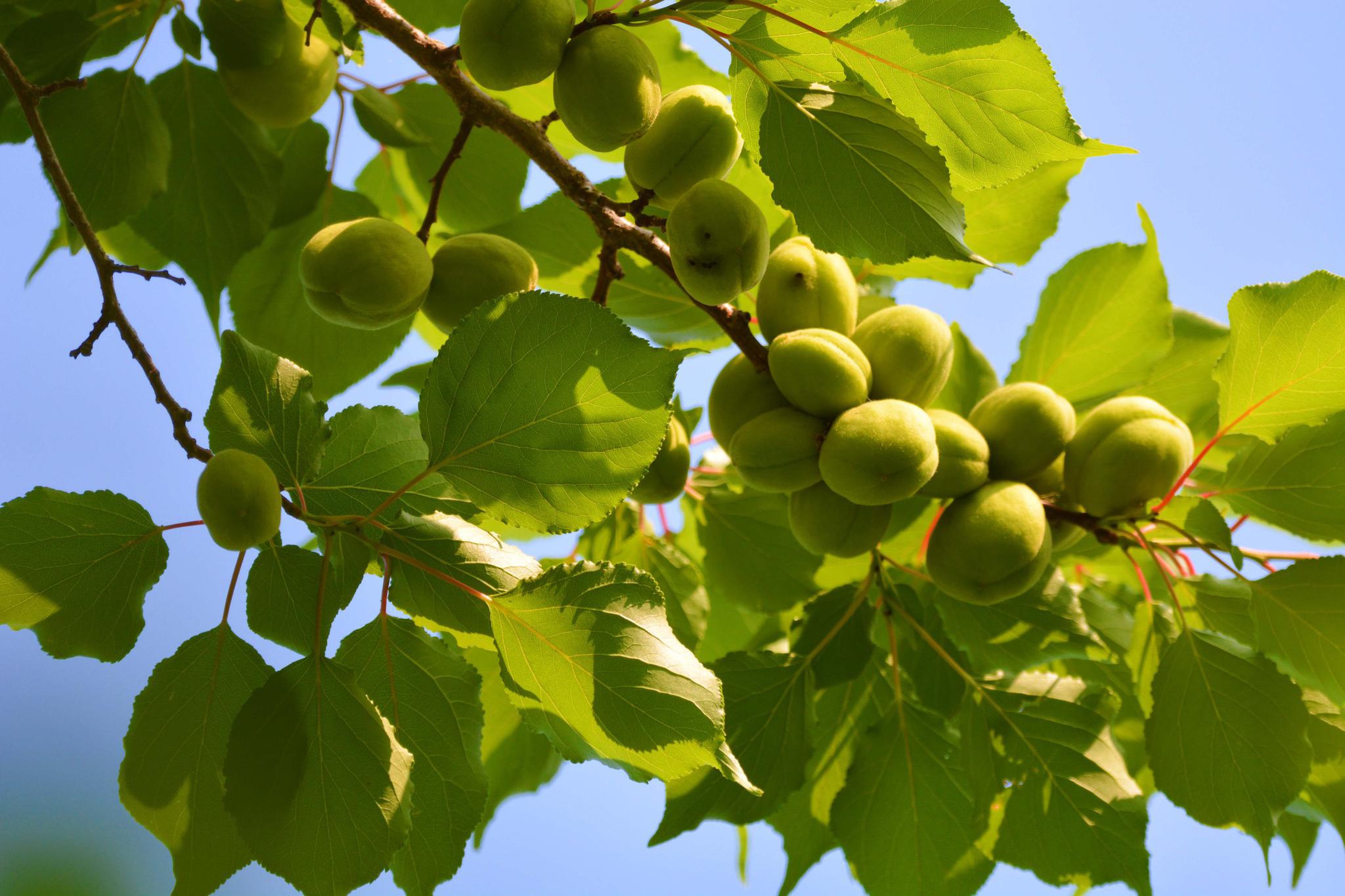 诱人的青杏原创拍摄
