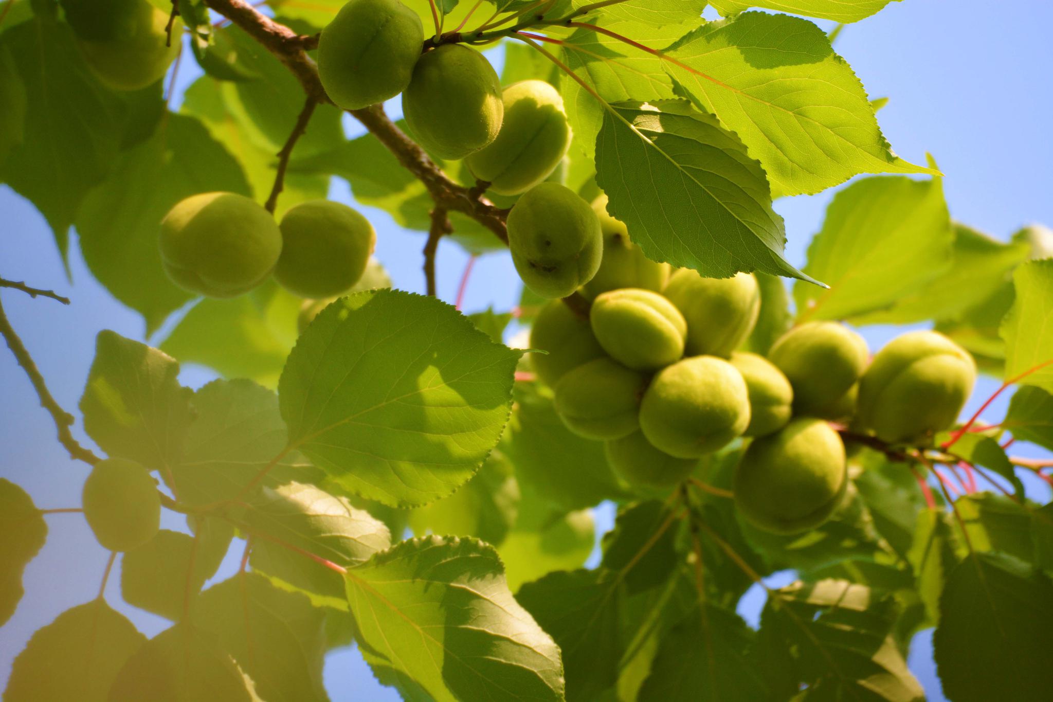 诱人的青杏原创拍摄