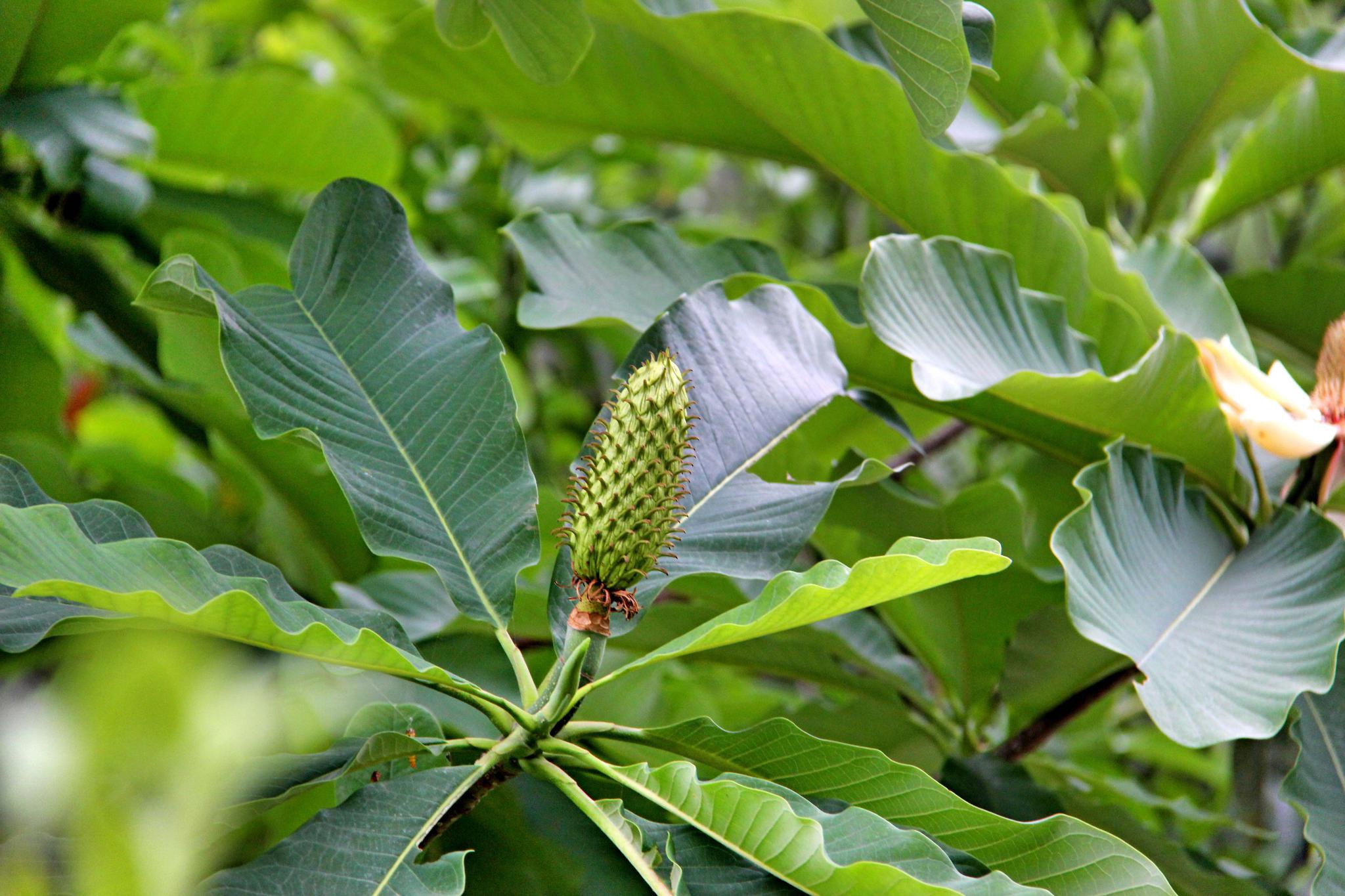中药材植物厚朴原创拍摄