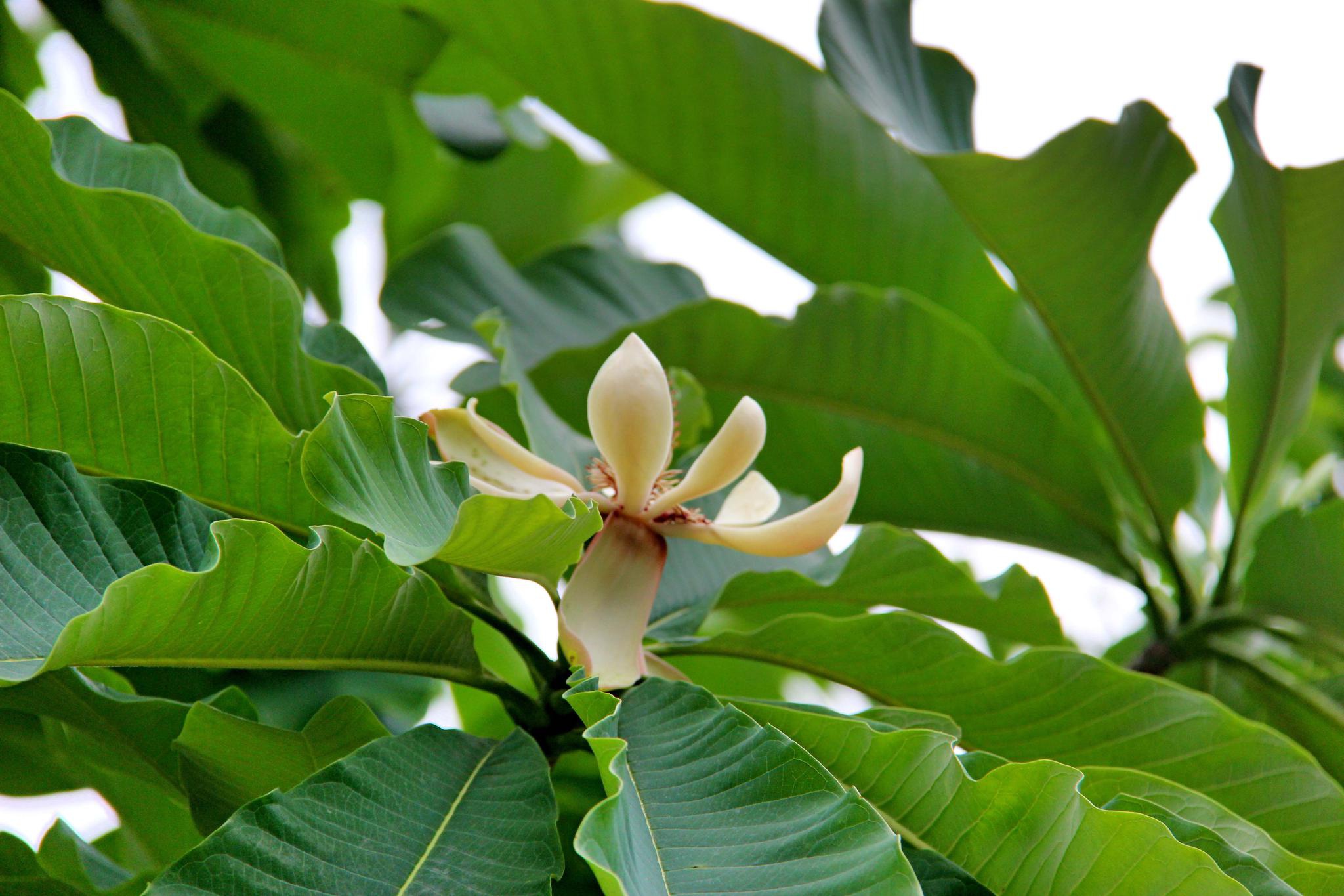 中药材植物厚朴原创拍摄