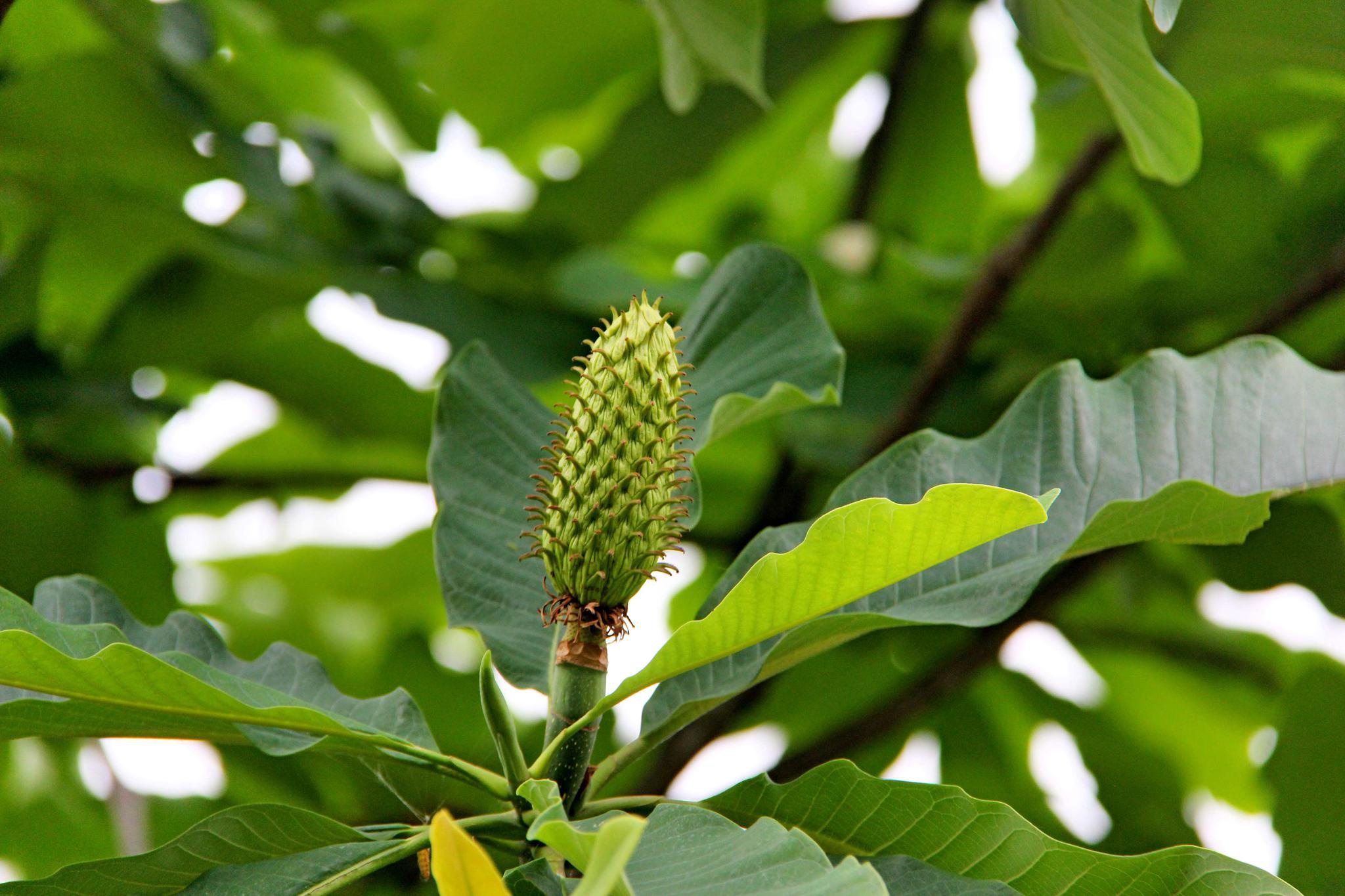 中药材植物厚朴原创拍摄