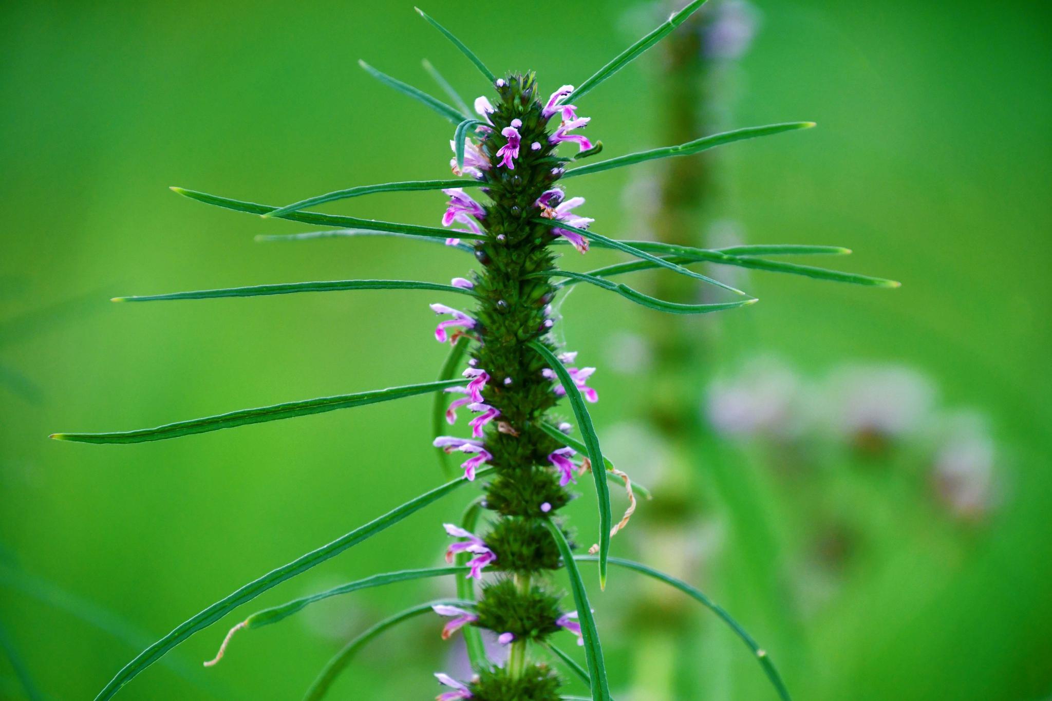 野生益母草开花了原创拍摄