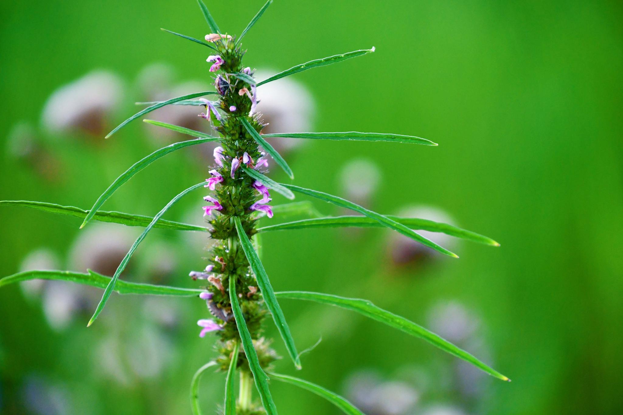 野生益母草开花了原创拍摄