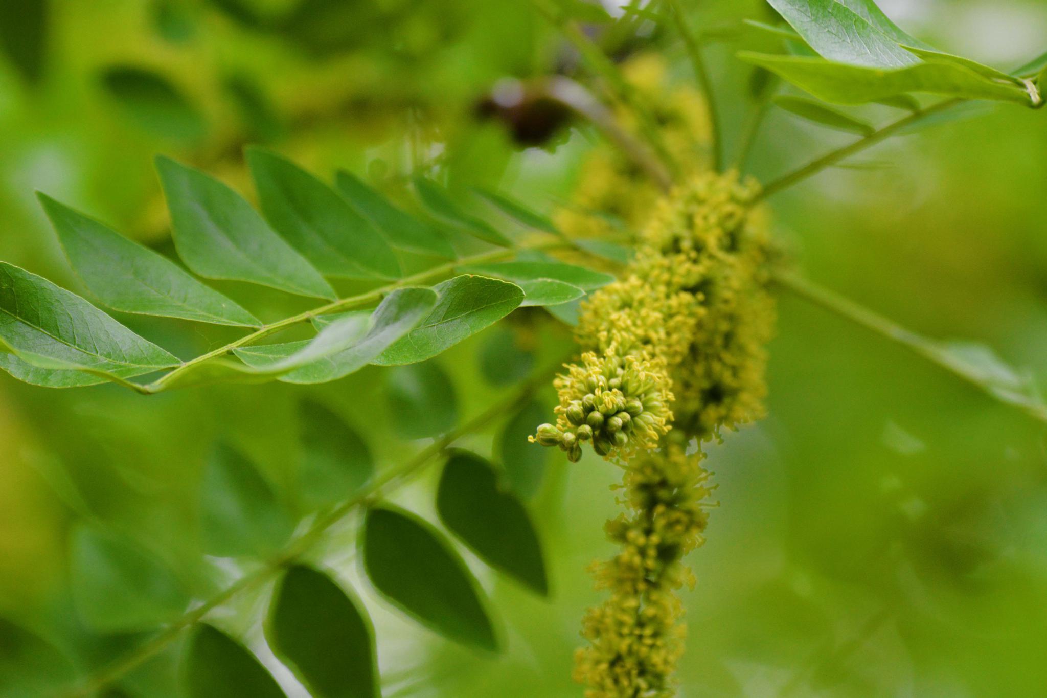 皂角树花穗原创拍摄