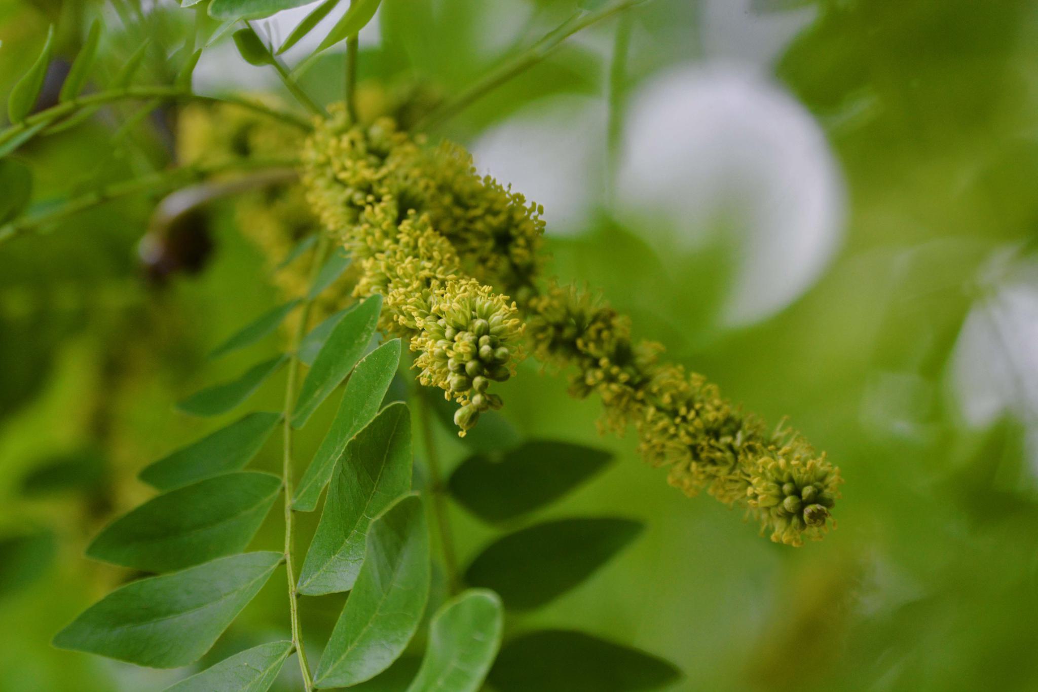 皂角树花穗原创拍摄