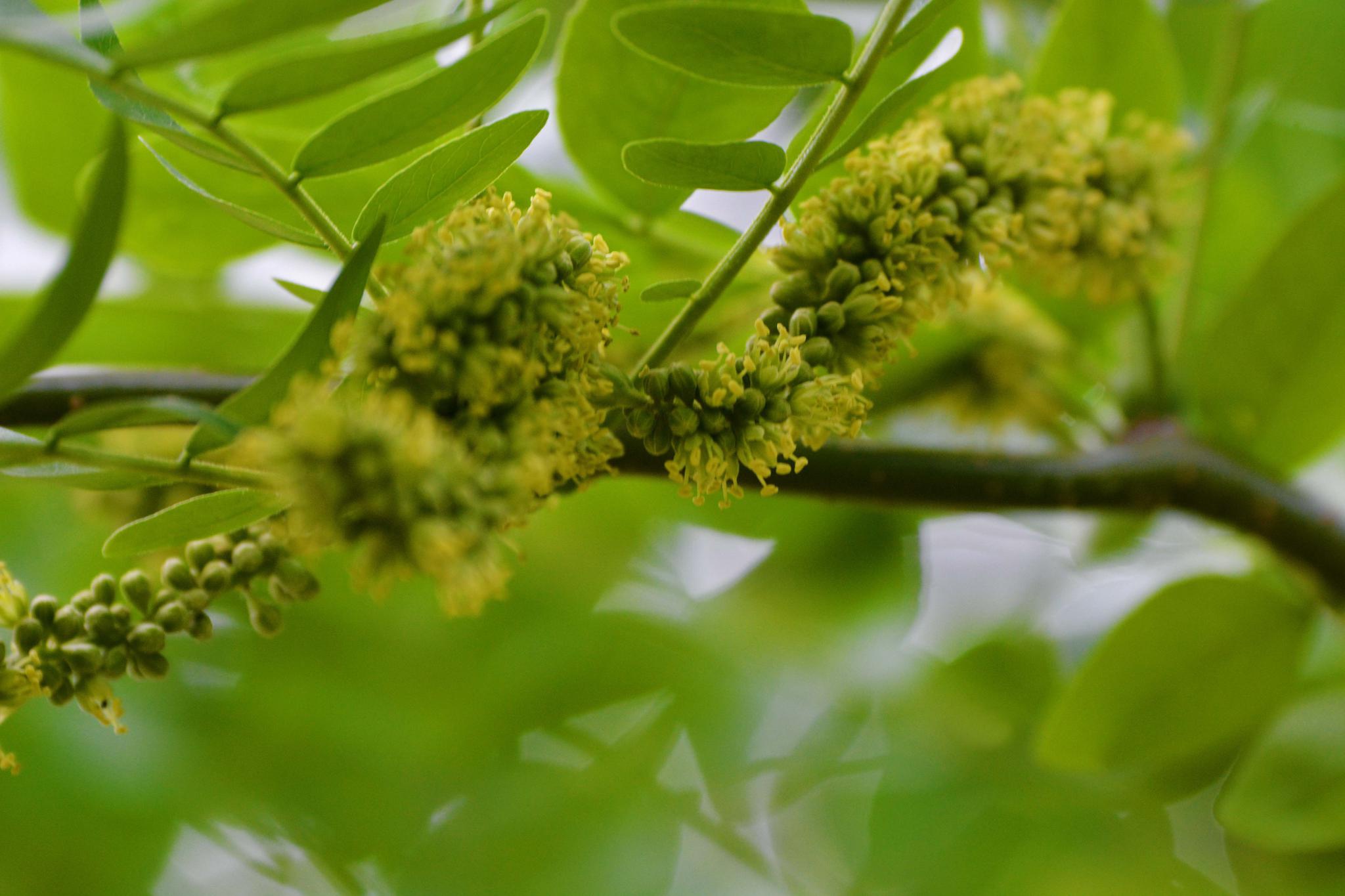 皂角树花穗原创拍摄