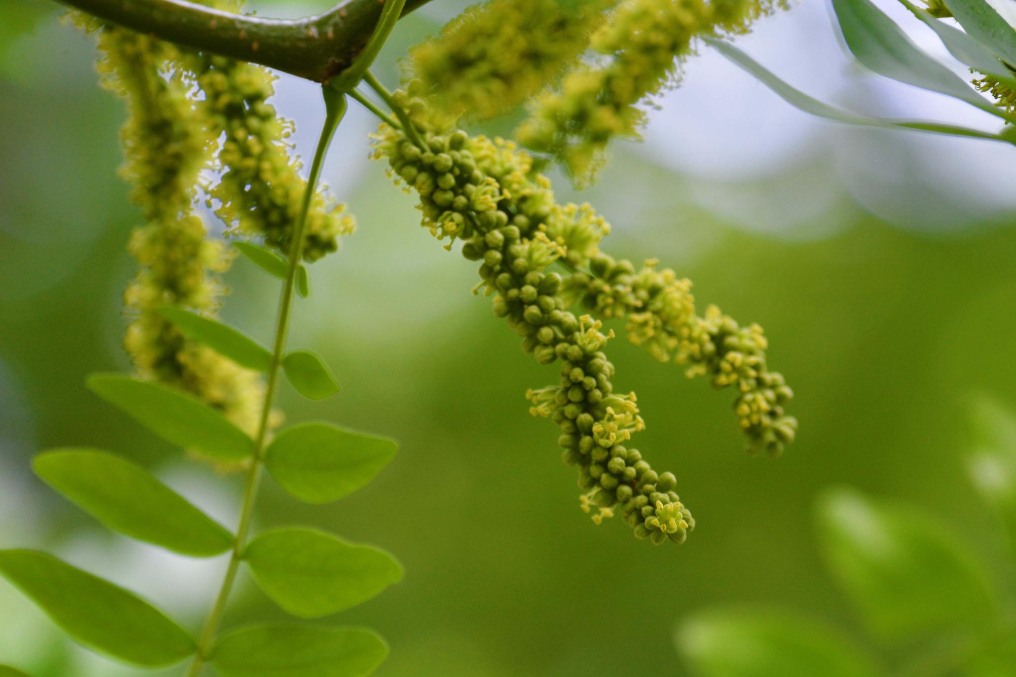 皂角树花穗原创拍摄