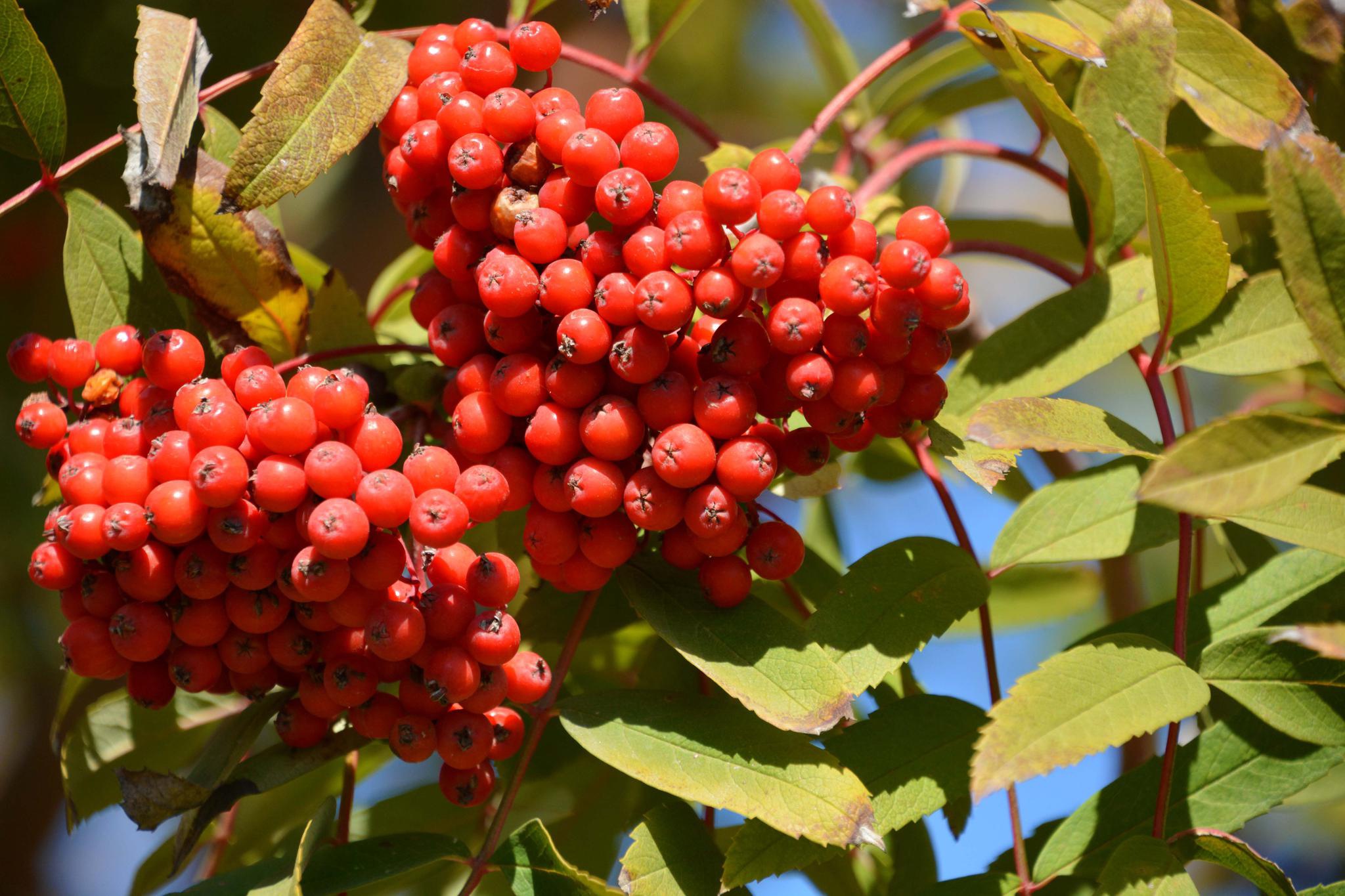 火红的花楸果,原创拍摄