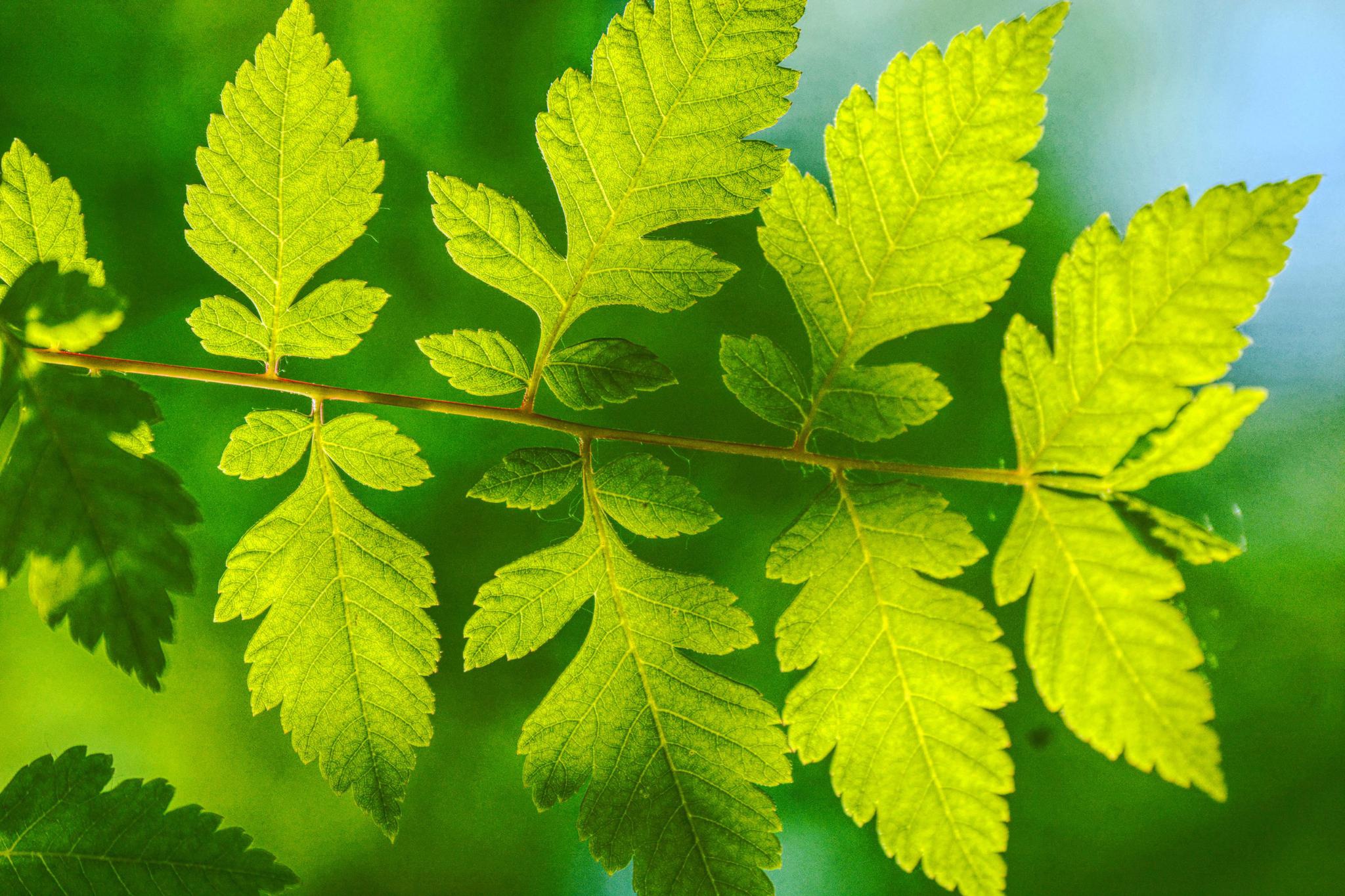 春天翠绿的栾树叶子,原创拍摄