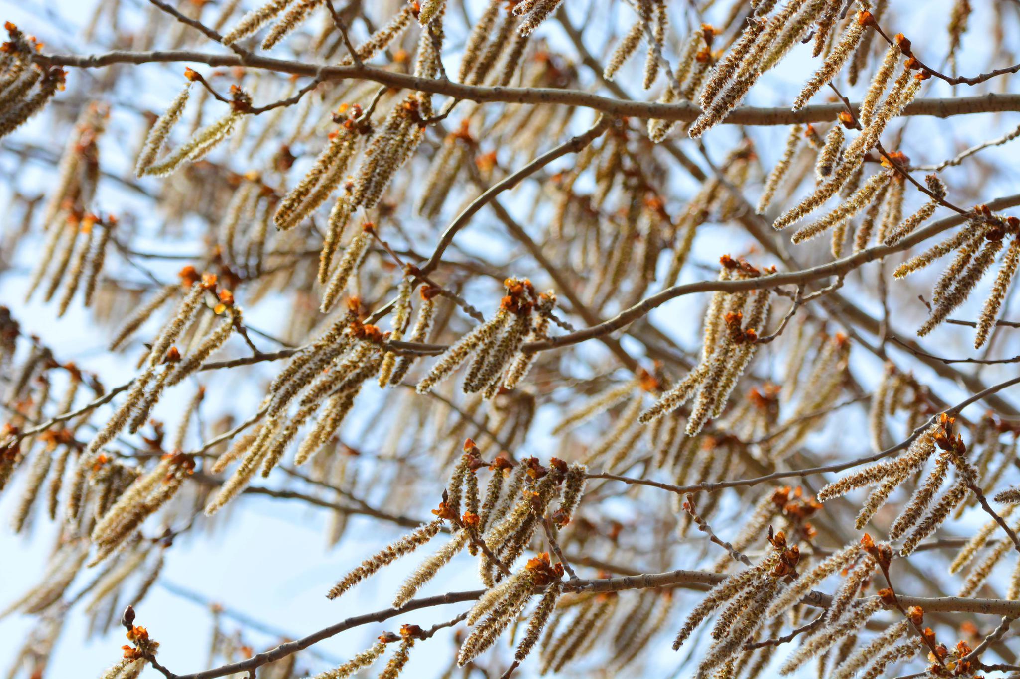 普通白杨树的花序,原创拍摄