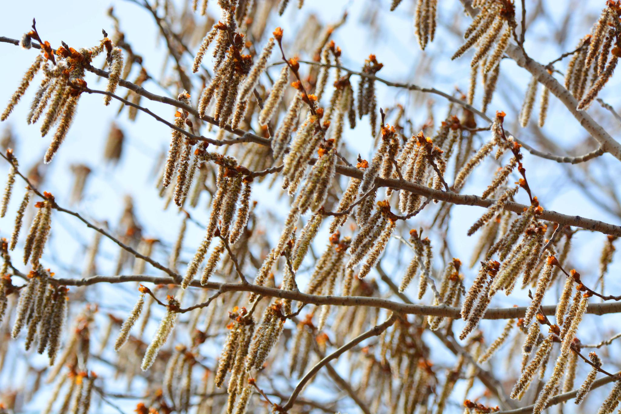 普通白杨树的花序,原创拍摄