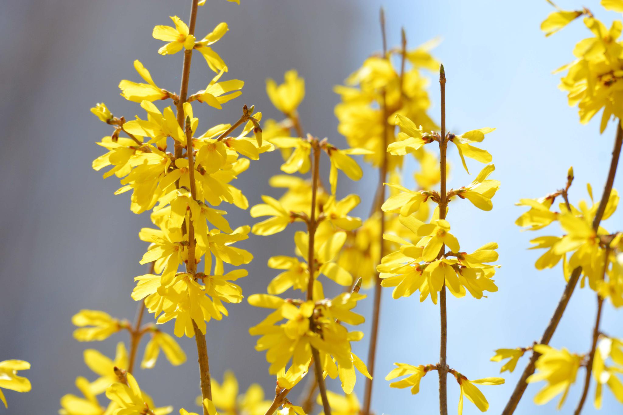 北方早春的连翘花,原创拍摄