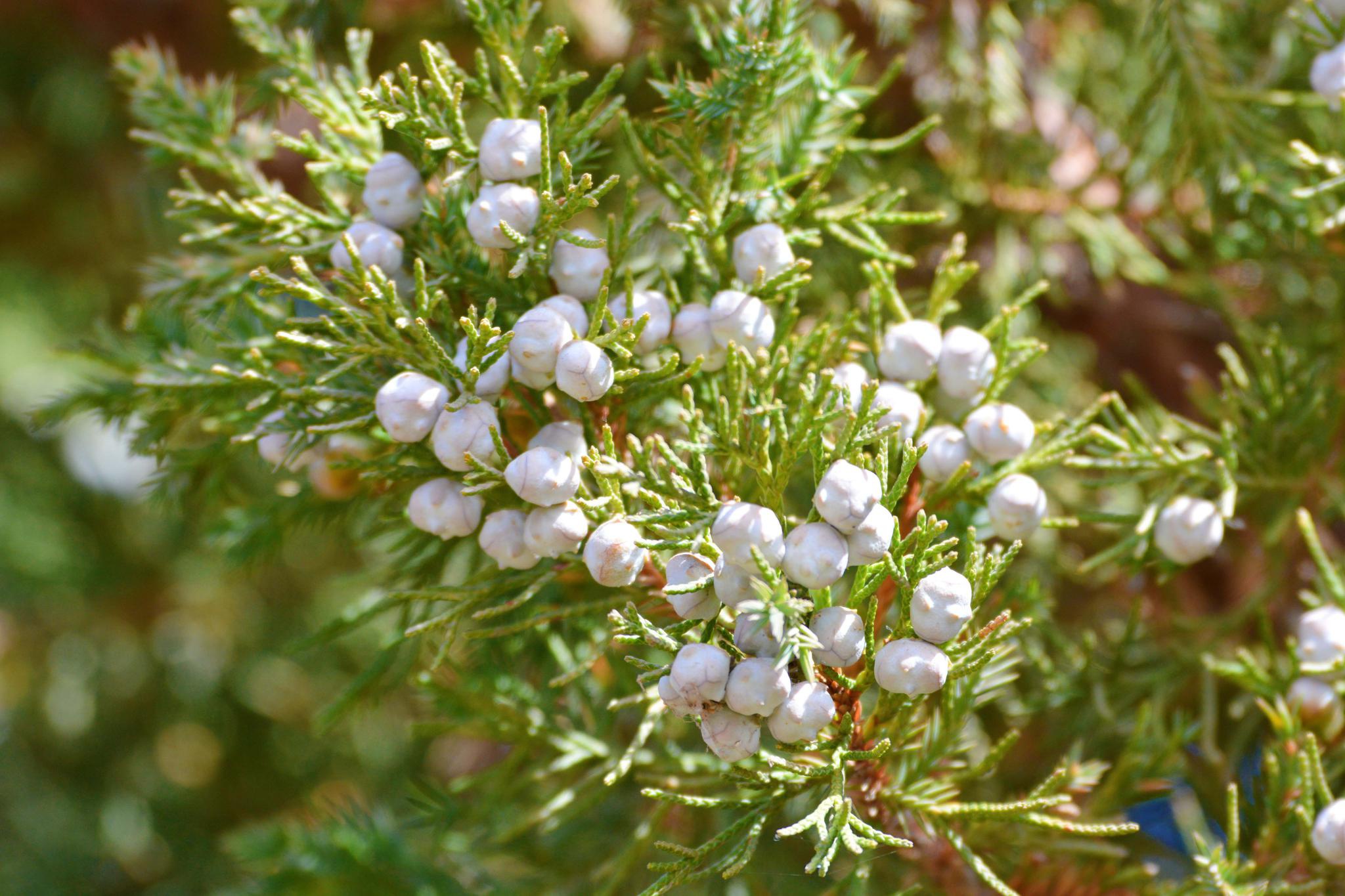 圆柏树果实,原创拍摄