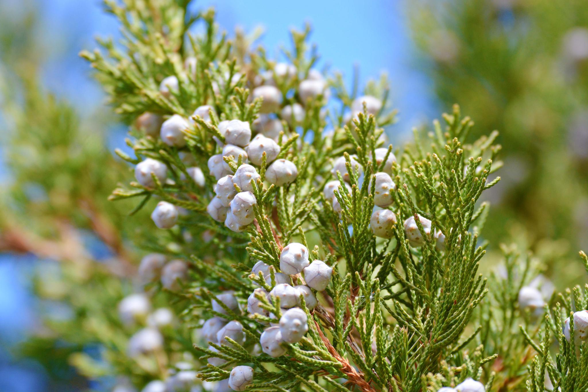 圆柏树果实,原创拍摄_高清图集_新浪网