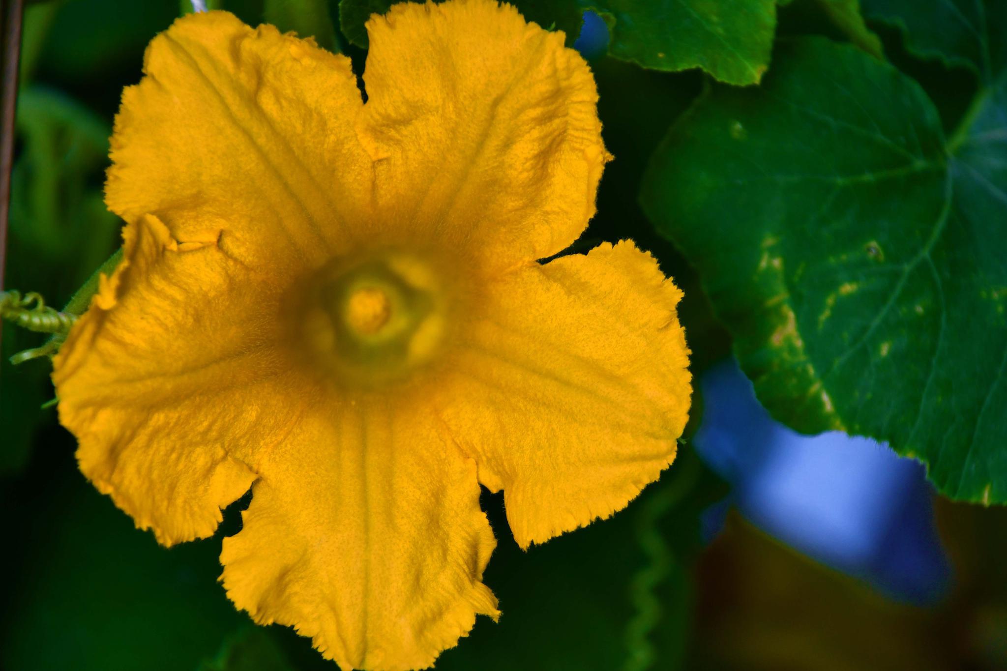 倭瓜花,原创拍摄_高清图集_新浪网